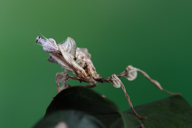 Jakie są najważniejsze aspekty hodowli Myrmica sp. w domowym formikarium?